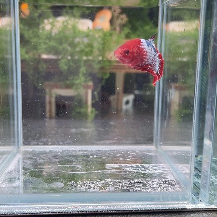 斗鱼活体不退不换谢谢