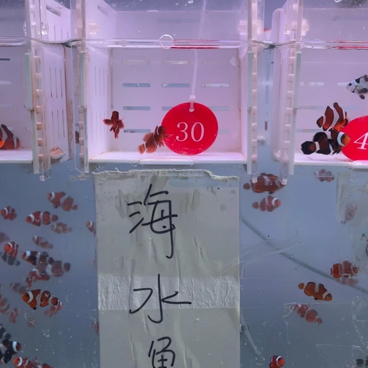 海水鱼精品透红一对2-3