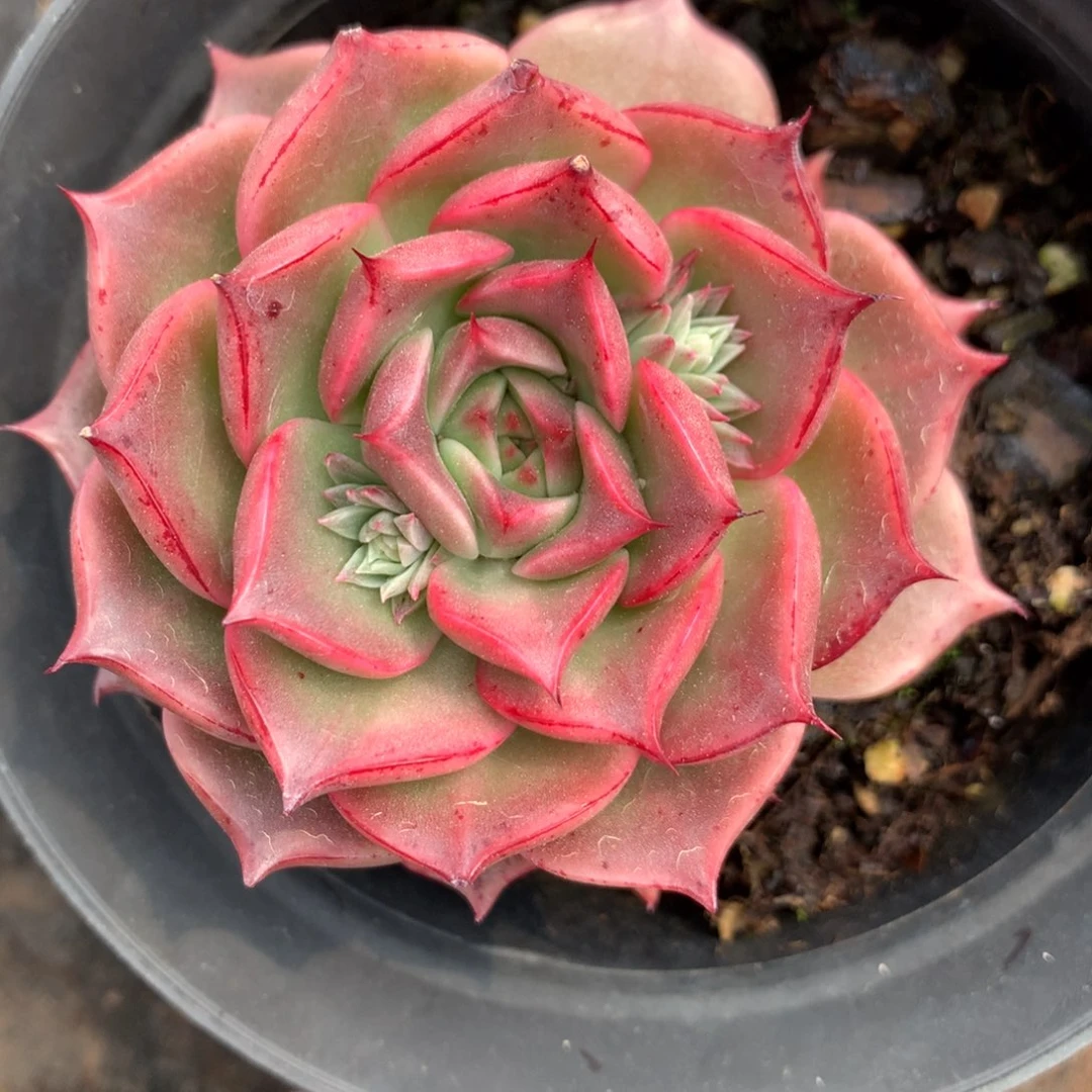 313杂交多肉老桩7冠