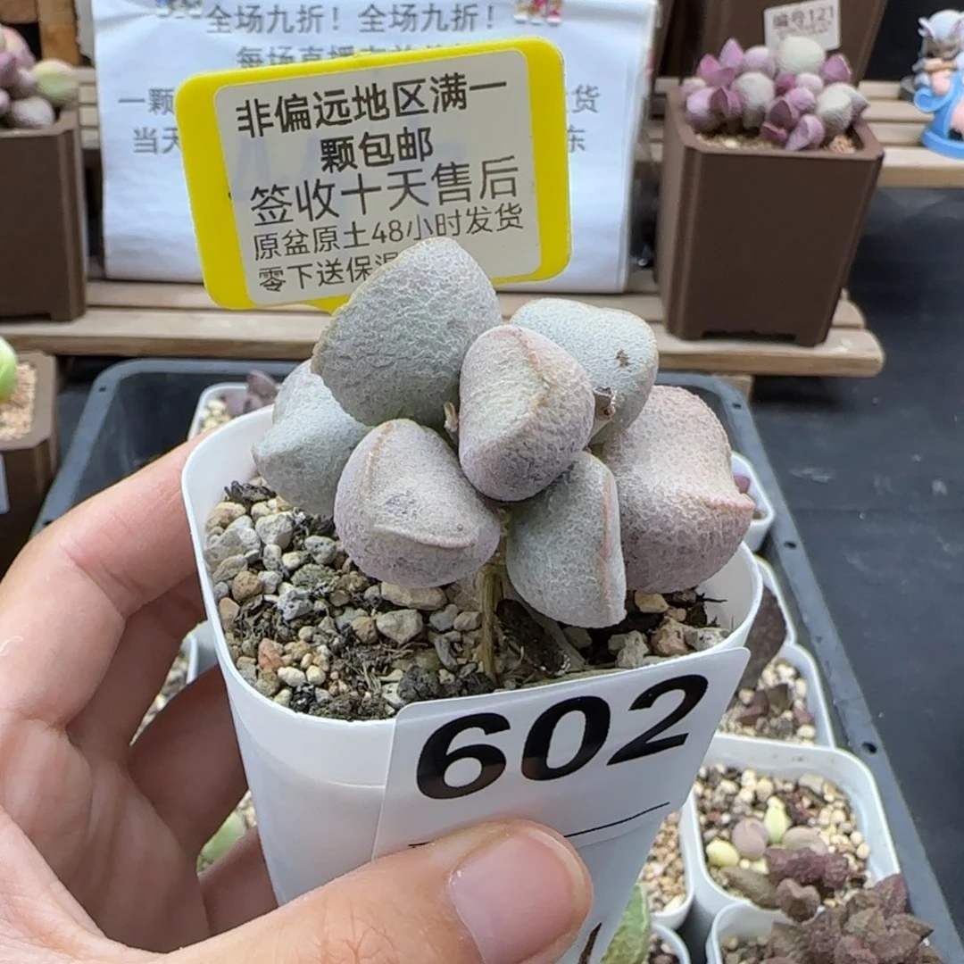夏****调602黛安娜微瑕多肉