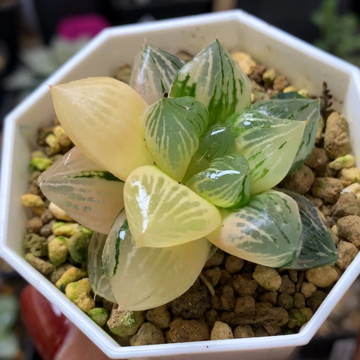 玉潭寿锦带盆土发货