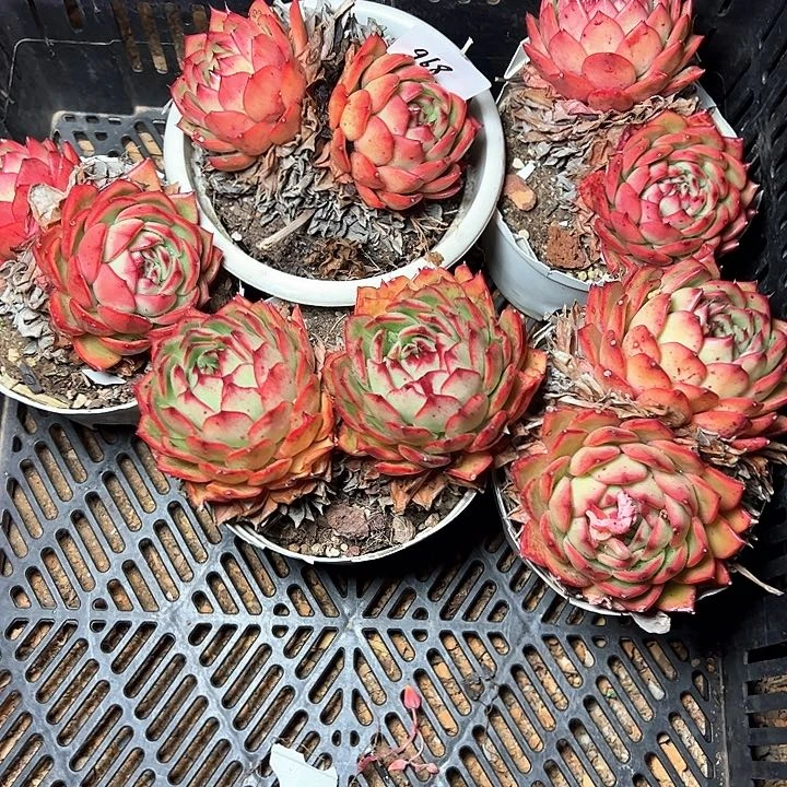 968////////////////////