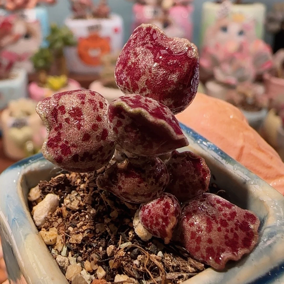 贵族紫猫耳 盆口2.5cm