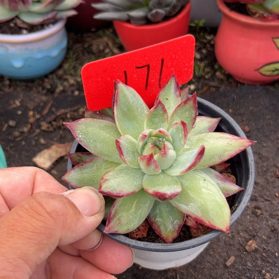 惊鸿仙子多肉植物171