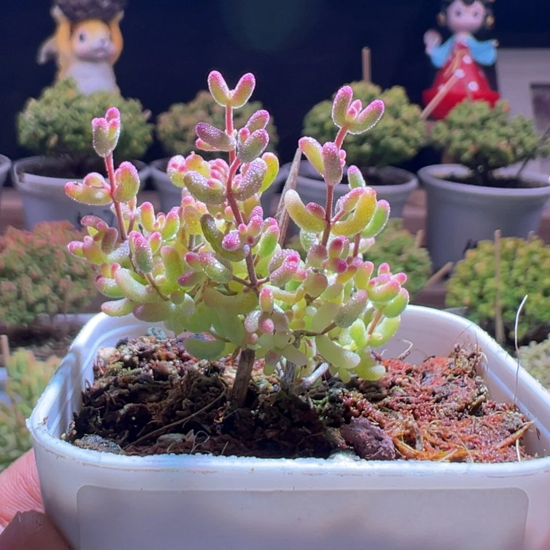 天***人633米粒锦一物一拍包开箱