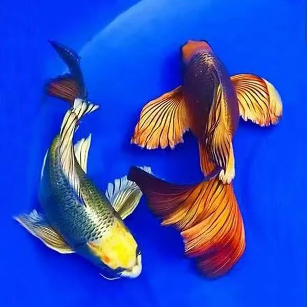 台湾熊猫蝴蝶鲤观赏鱼球体大鳍大尾重金属古铜活体鱼冷水淡水