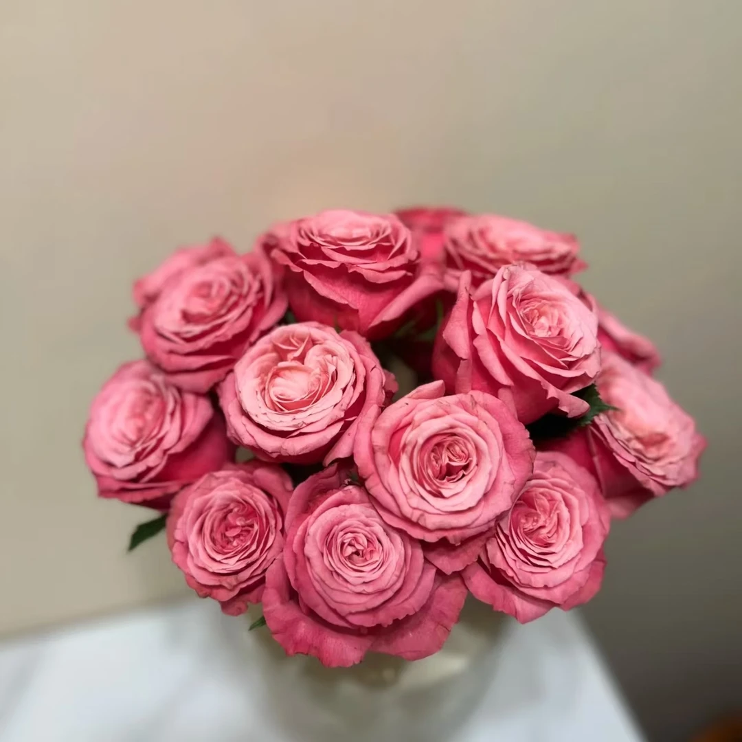 【轶1】小红莓18支+2支防损 鲜切花玫瑰居家鲜花 收到花带包装醒花