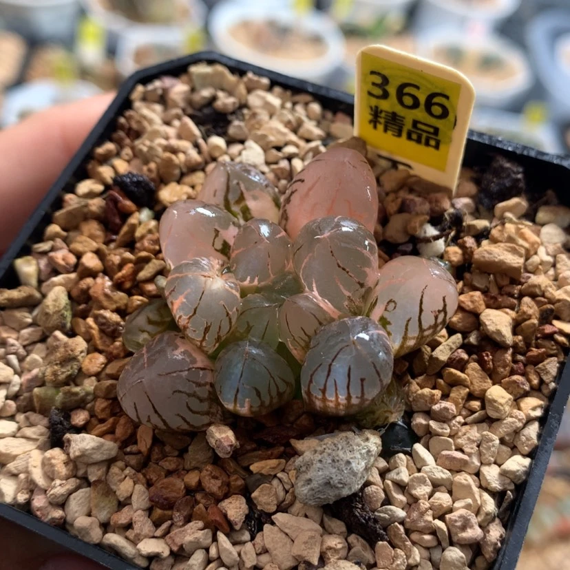 【闪购商品】366灵犀