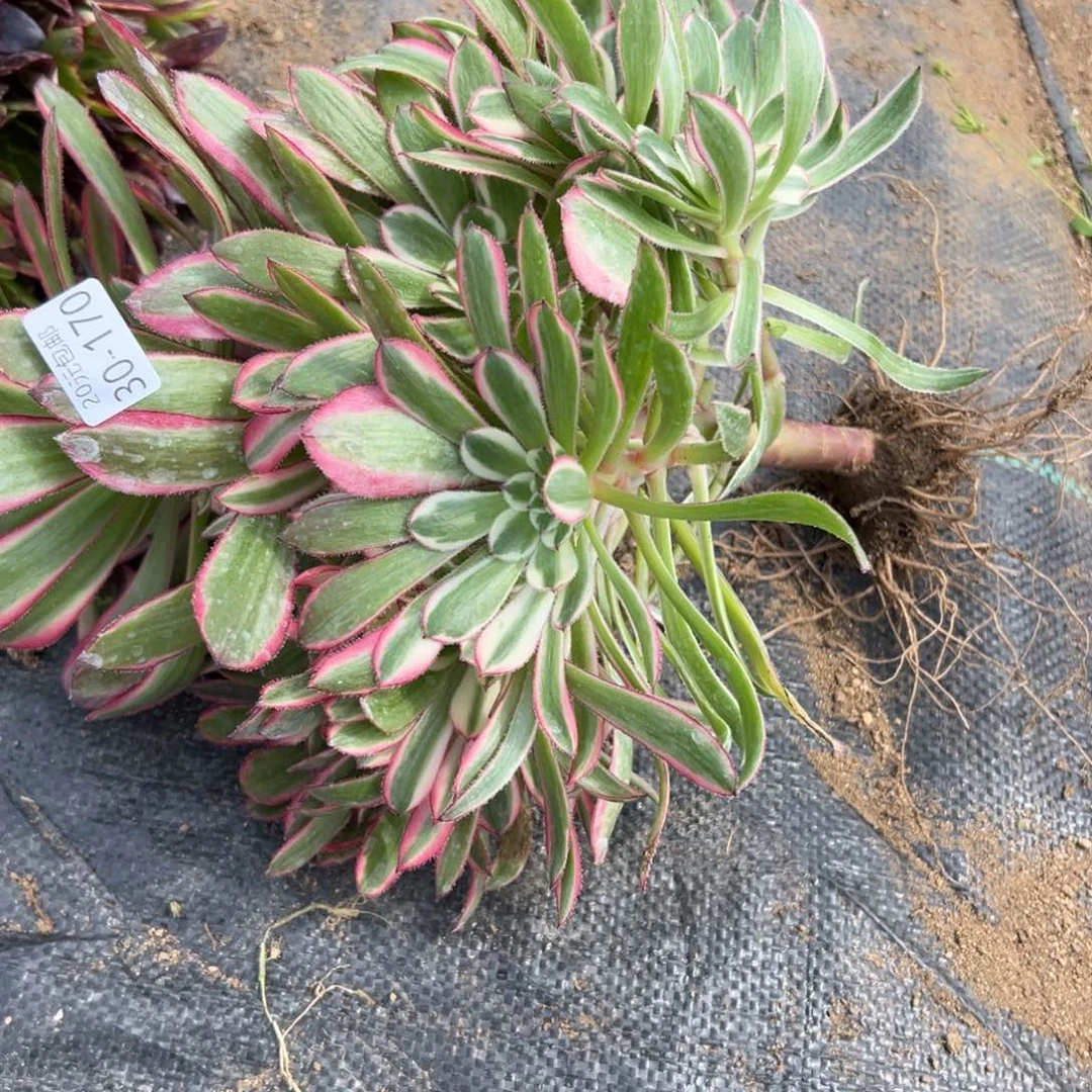 170粉同多肉多肉多多肉