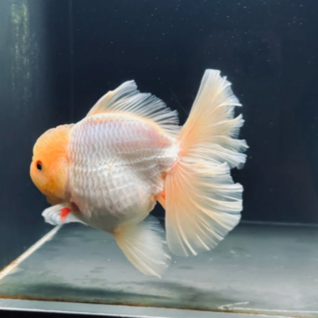 【高级奢华】高货大金鱼 4-6厘米 11条超顶颜色搭配漂亮发货 包邮