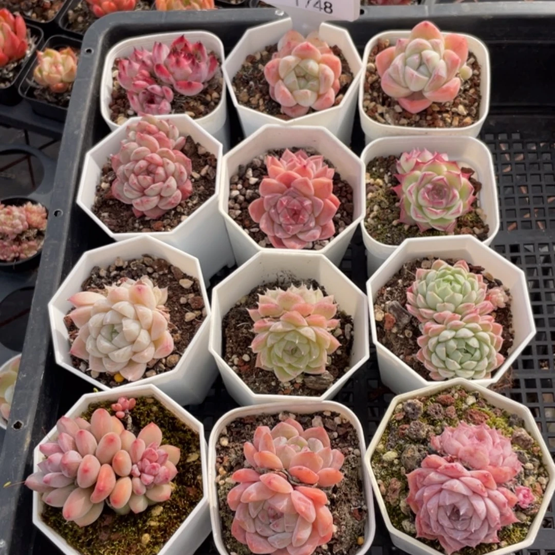 不包整散 盆子不售后1748