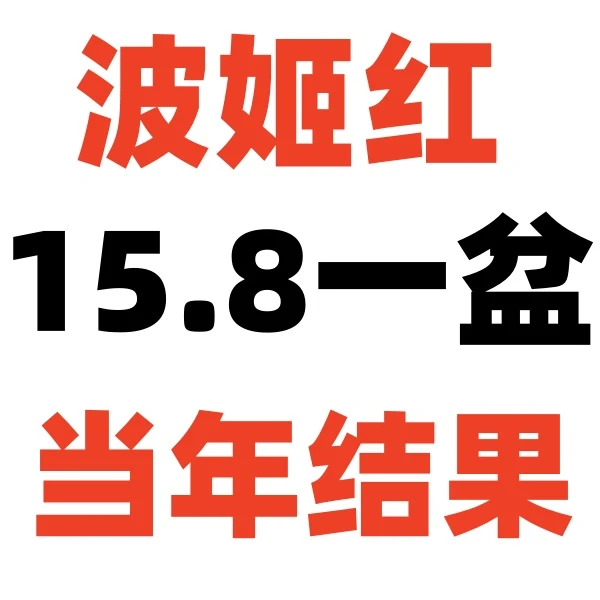 波姬红老庄    原盆原土发货  当年结果，一个月内死亡包售后