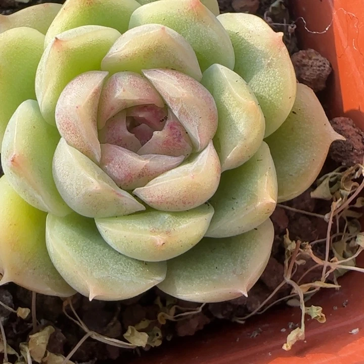 紫水晶珍妮多肉一颗