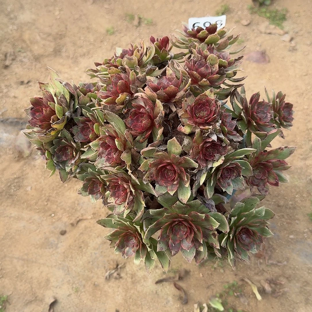 无主头干枯玫瑰698