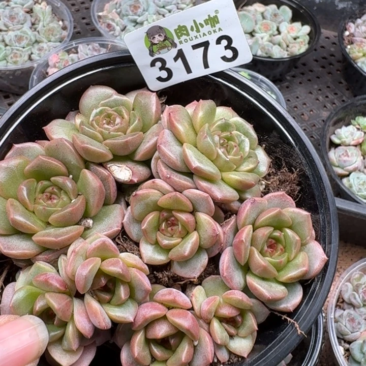 水***玲多肉植物多肉植物