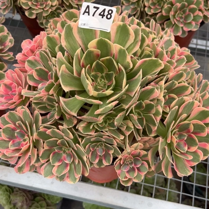 748粉女郎30厘米