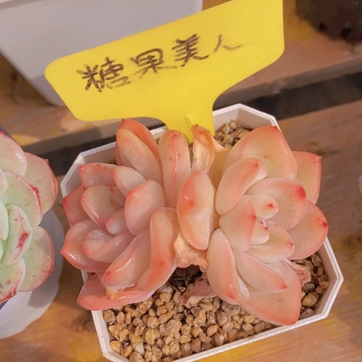 多肉植物，开心多肉