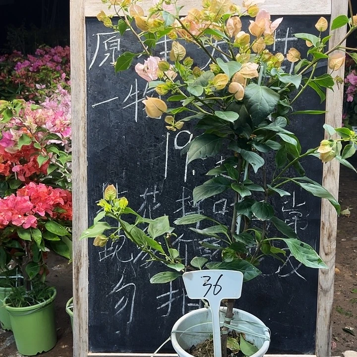 完全开放三角梅36