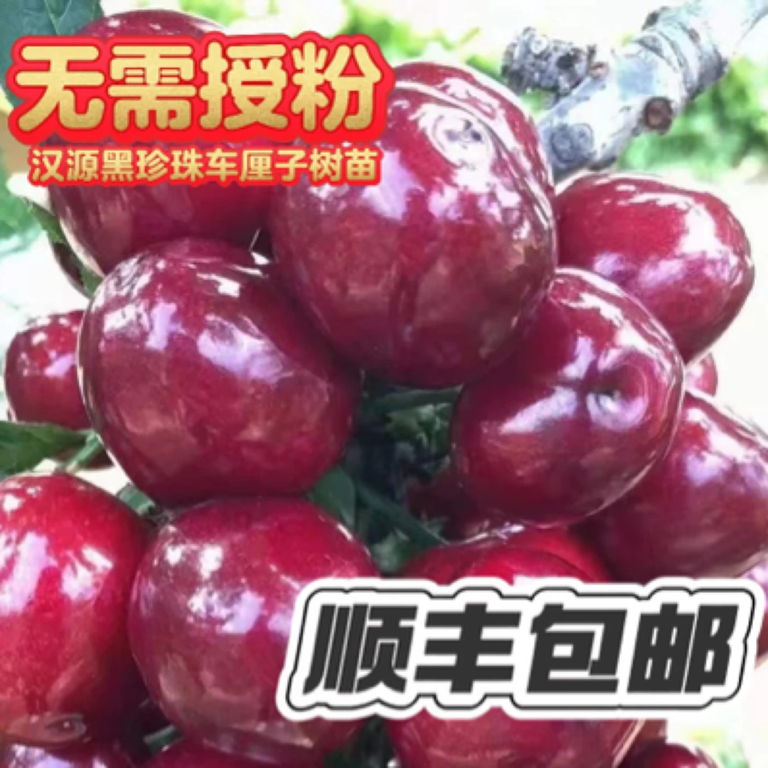 汉源车厘子活树绿植（自花授粉）