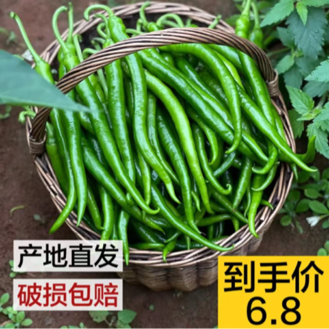 贵州农家露天种植新鲜现摘硬皮青皮辣椒本地线椒鲜辣椒香辣