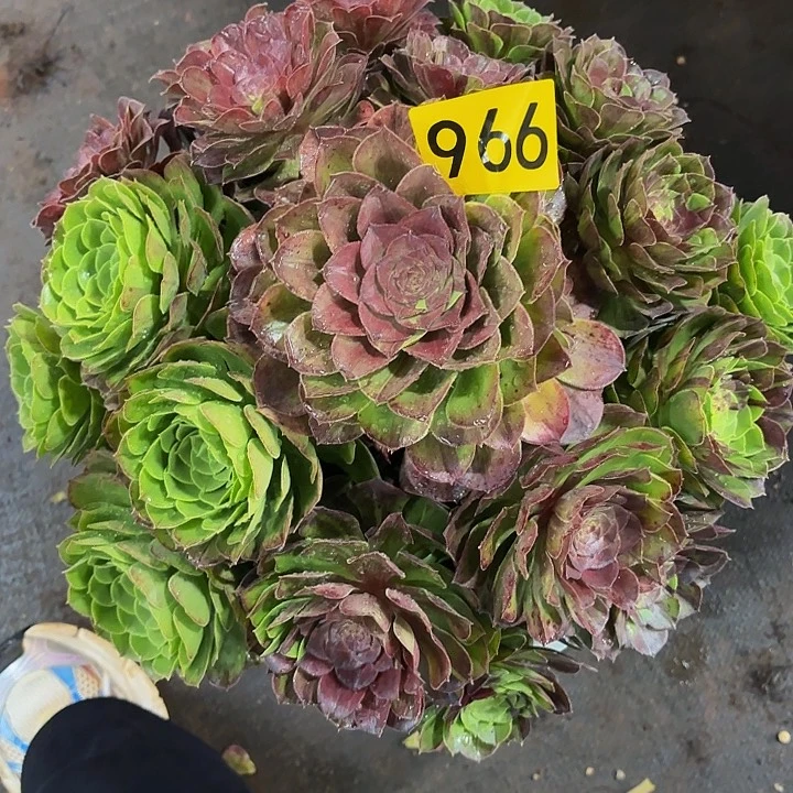 多肉植物花月夜的966