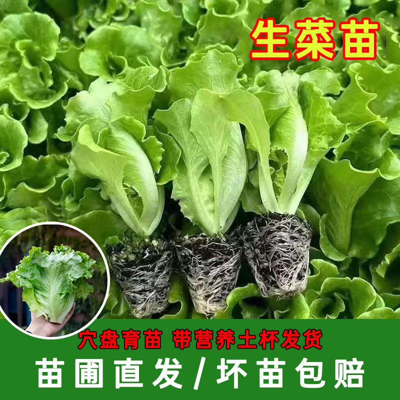 有机生菜苗秧苗紫叶生菜带土秧苗新鲜意大利生菜幼苗冬天菜苗秧苗