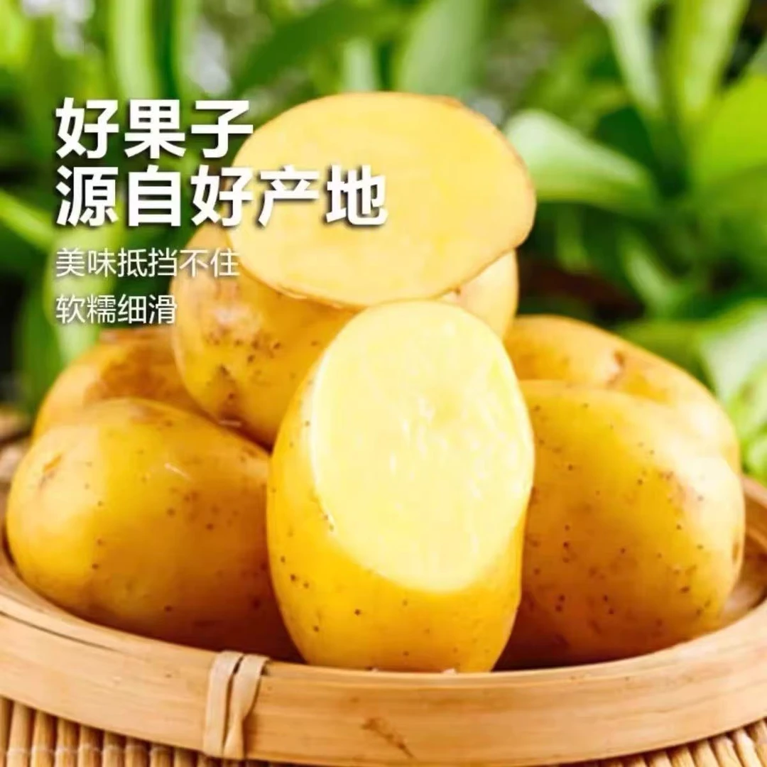 山东黄心黄皮土豆产地直发现挖先发净重9斤