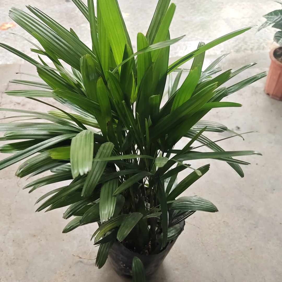 棕竹盆栽 室内大型绿植花卉