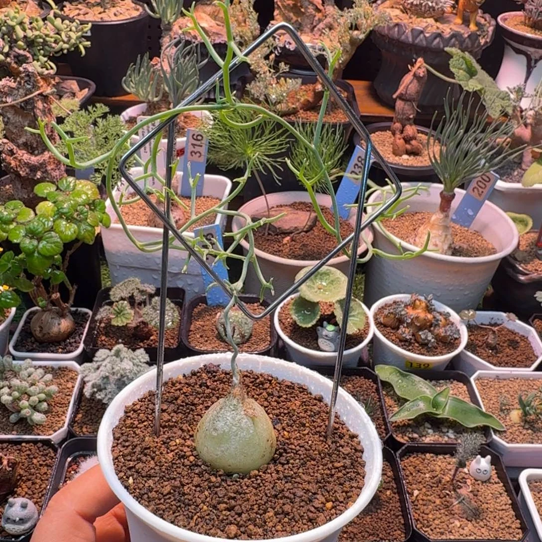 鹿角仓角殿070(不带架子:)