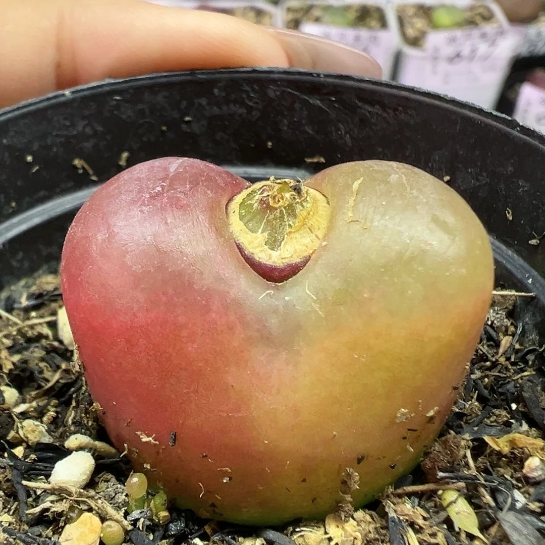 653毛汉尼带盆土发货