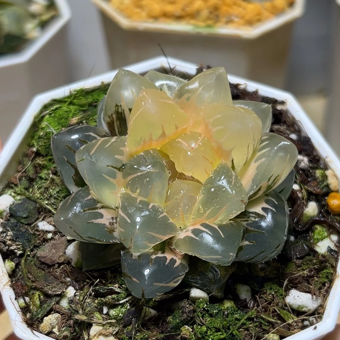 半**殇恭喜发财大吉大利895