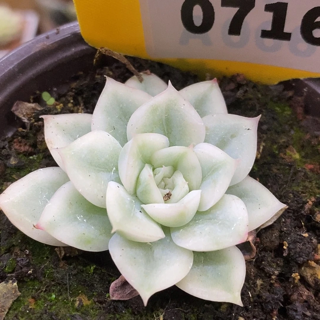 716月亮哈哈哈哈哈哈