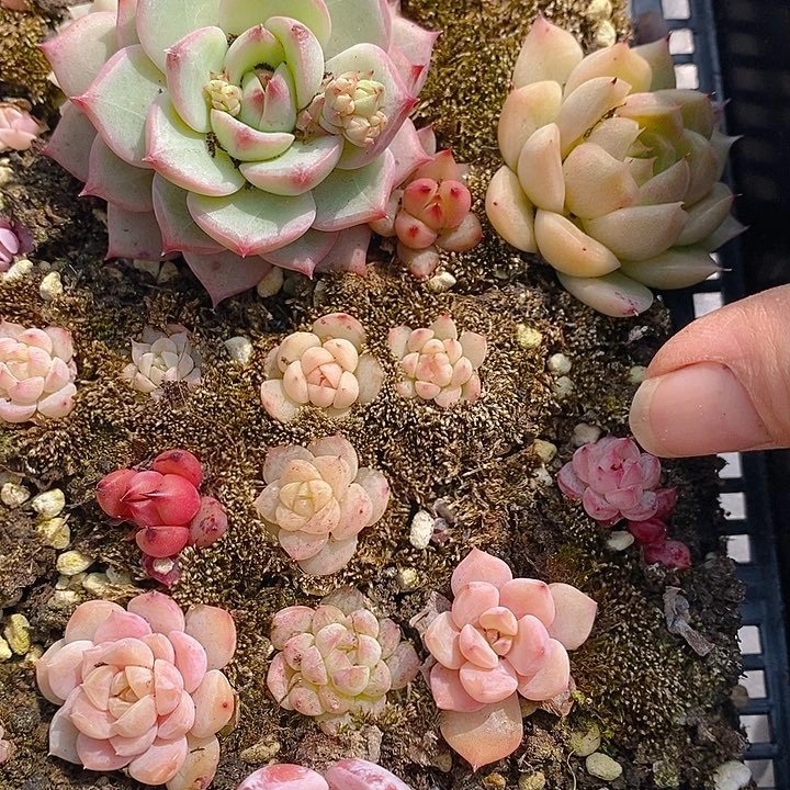 71 多肉植物盆栽花卉植物