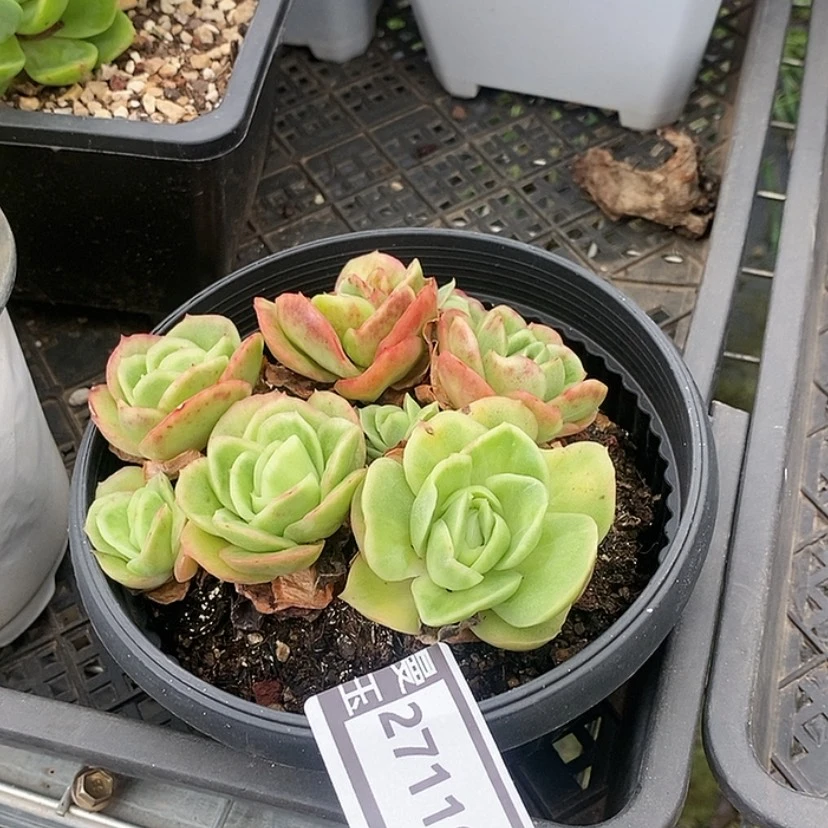 【闪购商品】冰玫瑰锦27119