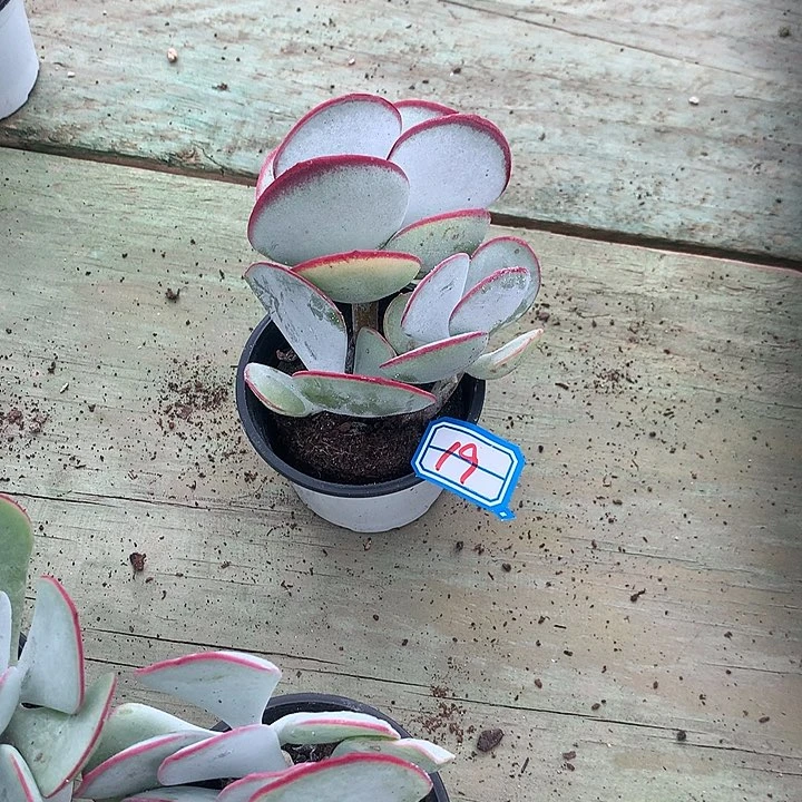 七***七白眉多肉一物一拍19