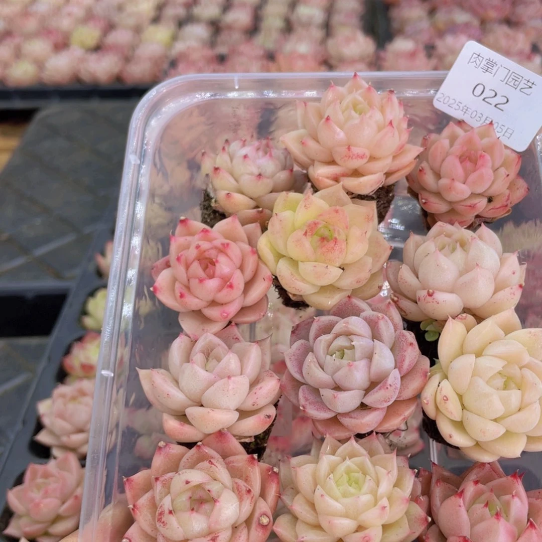 开心快乐幸福022