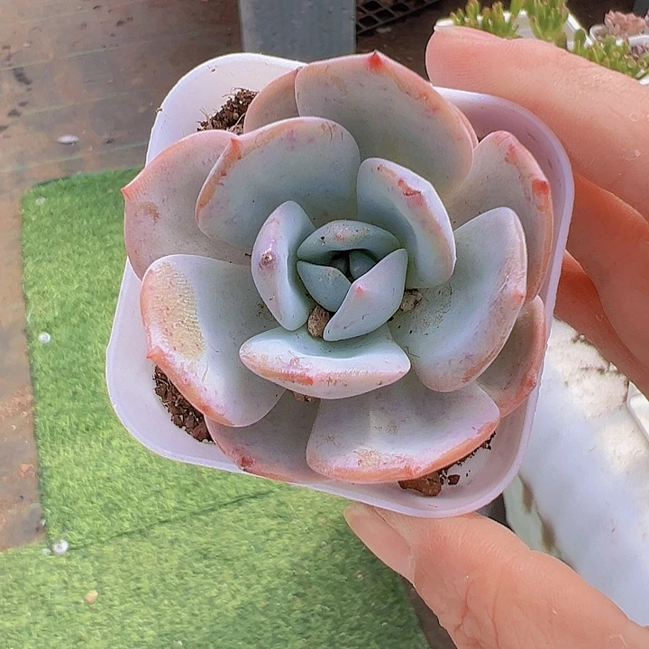 福利奶茶19包邮多肉