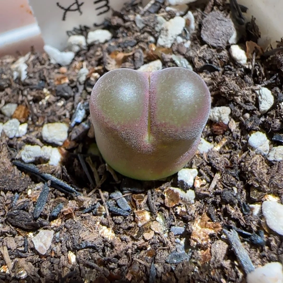 肉锥多肉植物组合-6km风铃1429