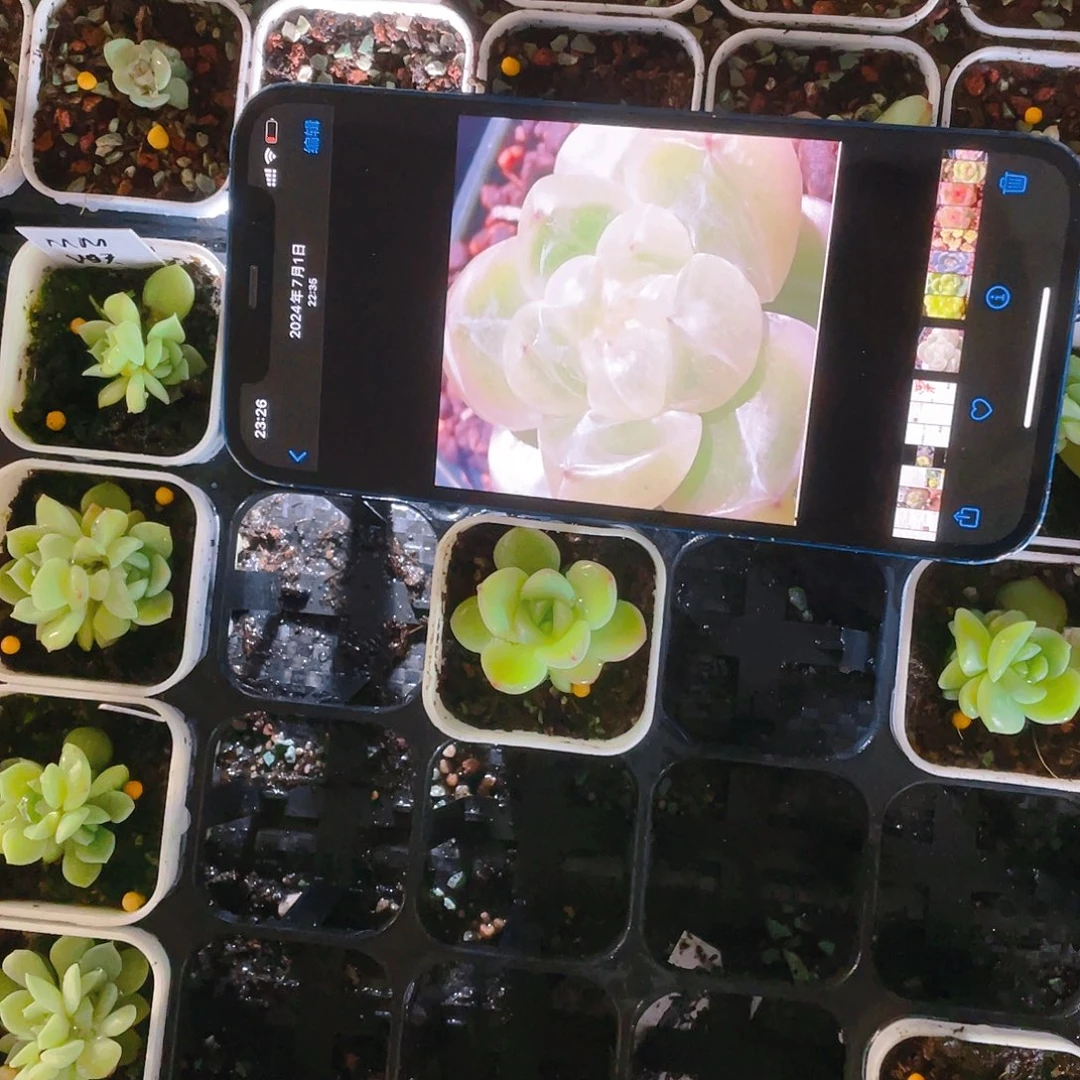 钻石珍妮4号中盆满25包邮