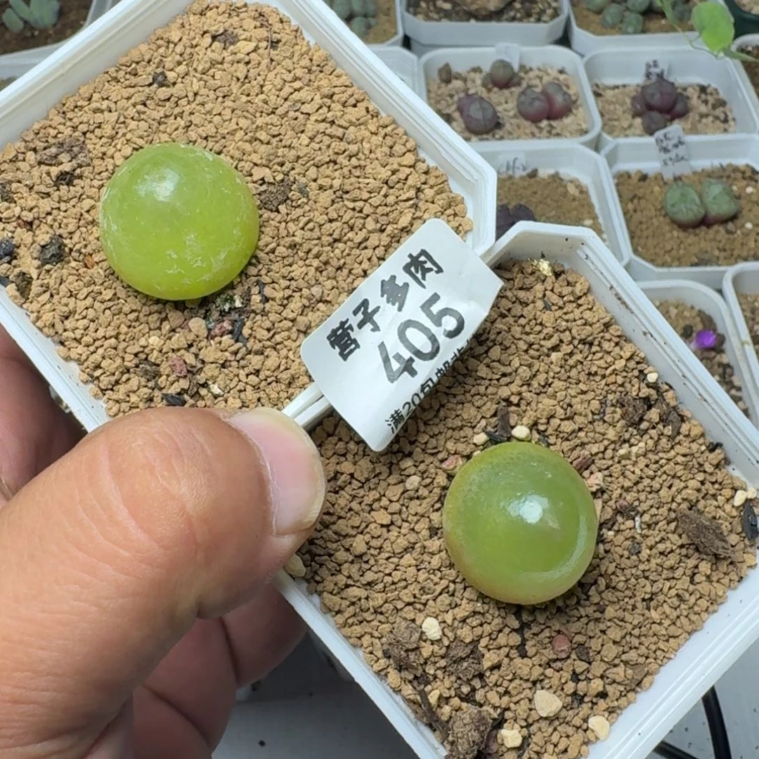 妖***子带盆土