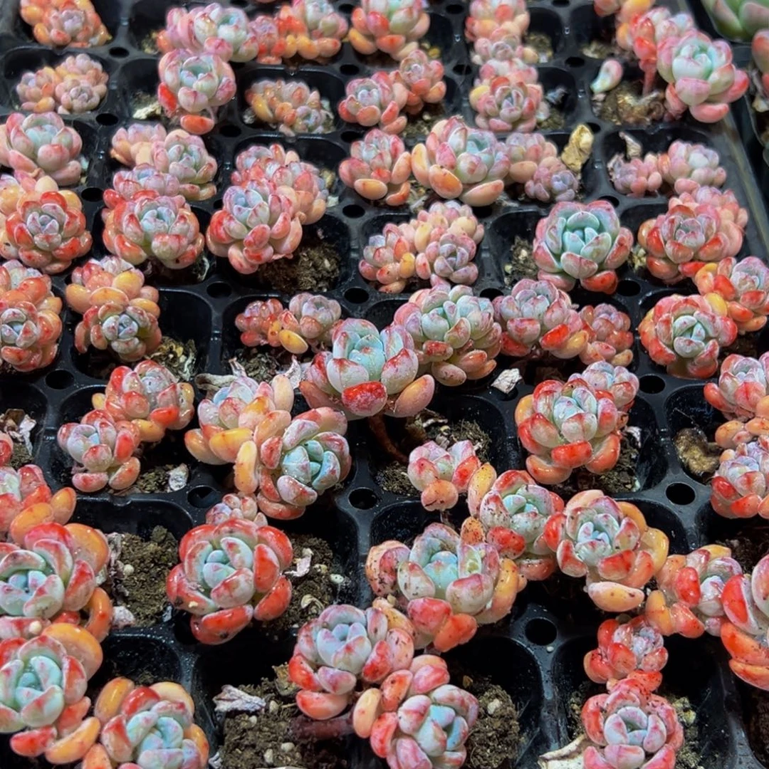 元***子745多肉葡萄的价格是多少啊哈哈