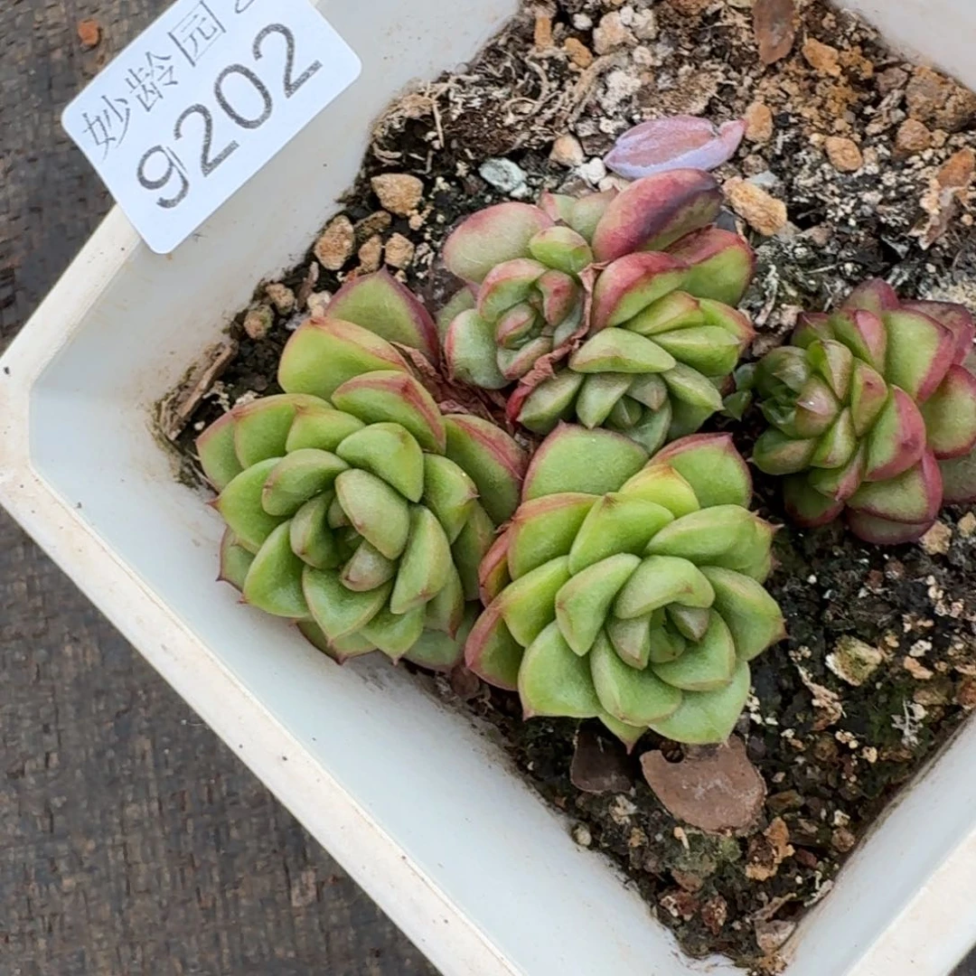 S***o9202杂交多肉植物基地