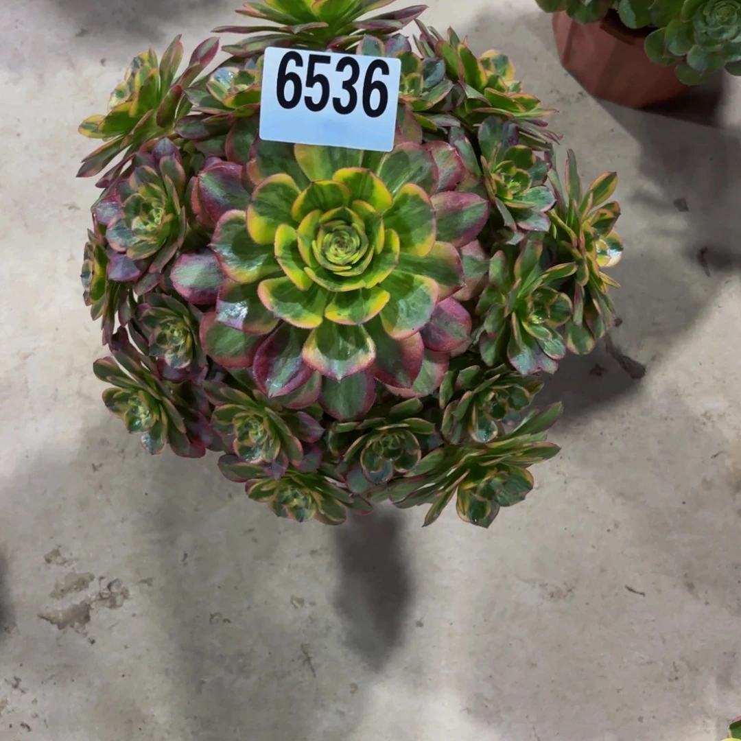 无花朵6536火狐1111111