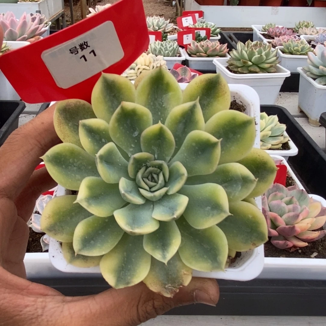 11号抹茶菩提锦多肉