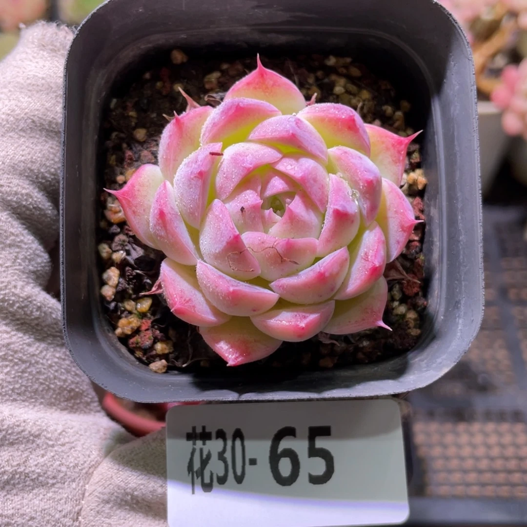 花利美30-65海棠花