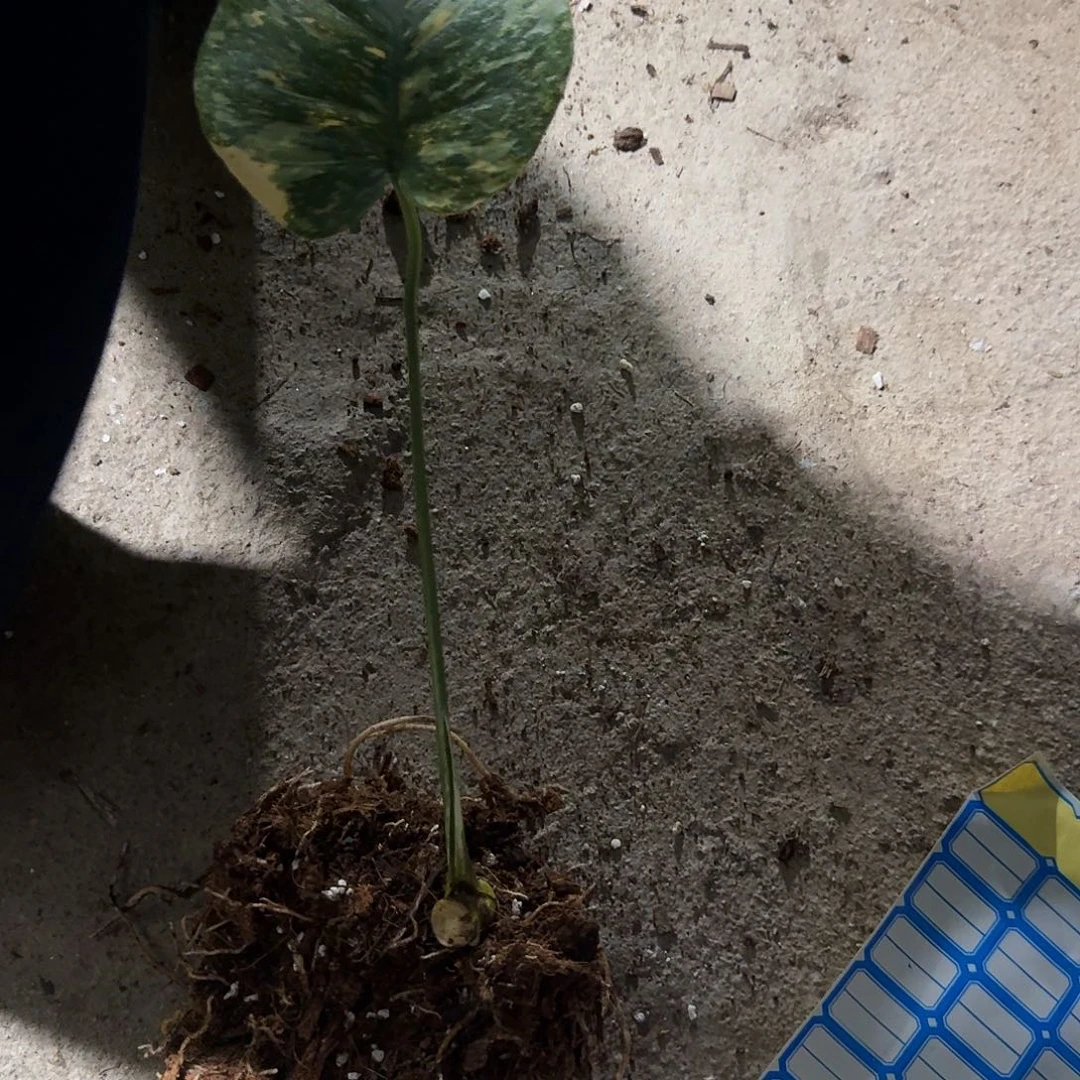 无花朵A****总龟背竹植物一物一拍