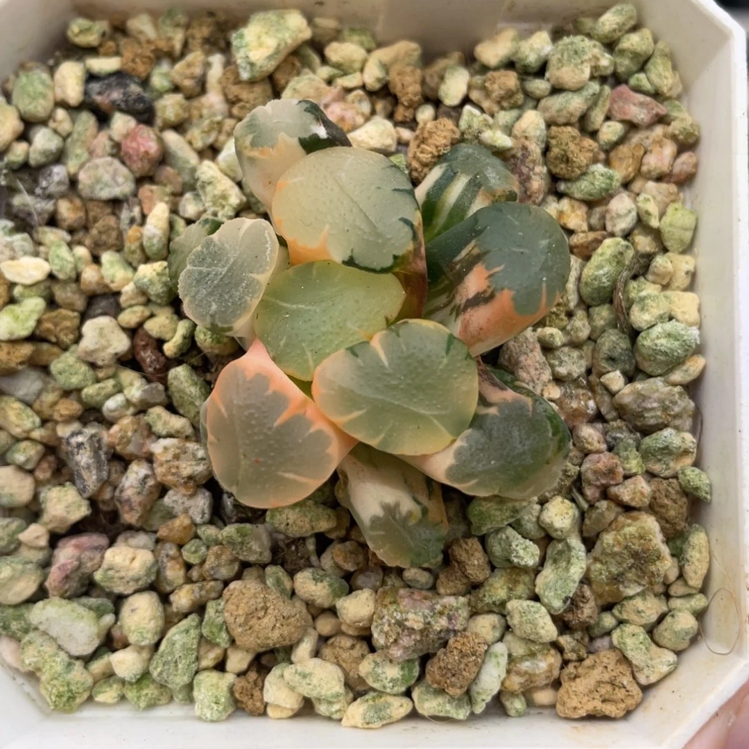 小蔡的菜园73天使糊斑趋势