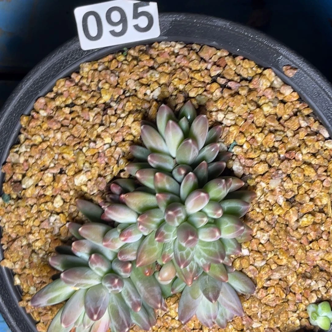 多肉植物伊卡鲁斯95