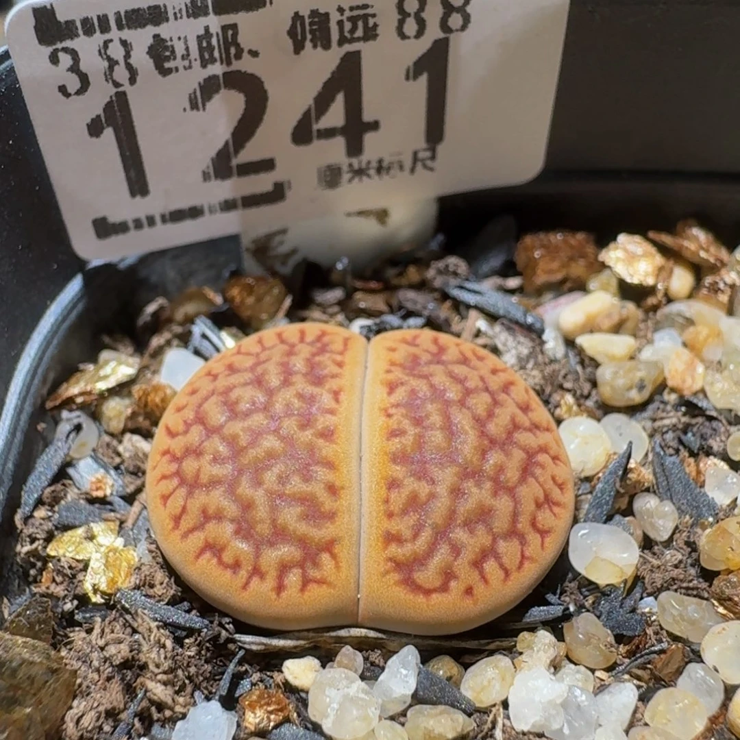 Ssss精品生石花1241