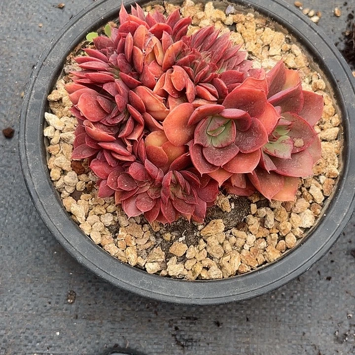 密***姐多肉植物蒙娜丽莎